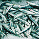 sardinas